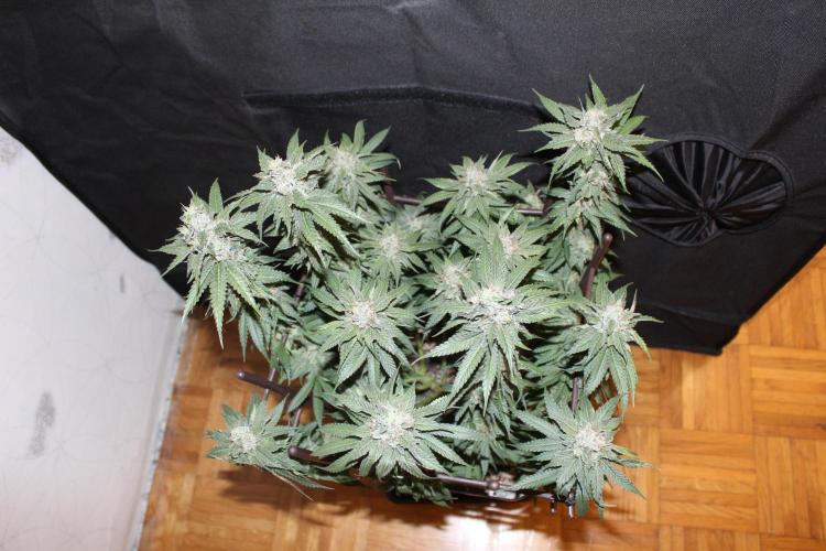 BUBBA KUSH - Barney's Farm. Week 13