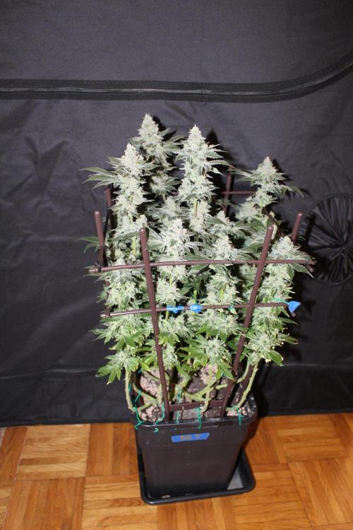 BUBBA KUSH - Barney's Farm. Week 13