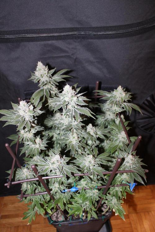BUBBA KUSH - Barney's Farm. Week 13