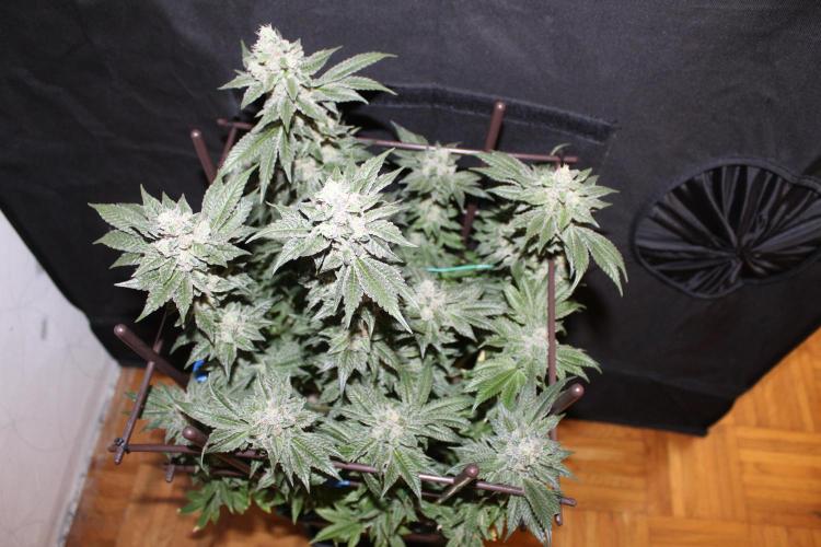 BUBBA KUSH - Barney's Farm. Week 13