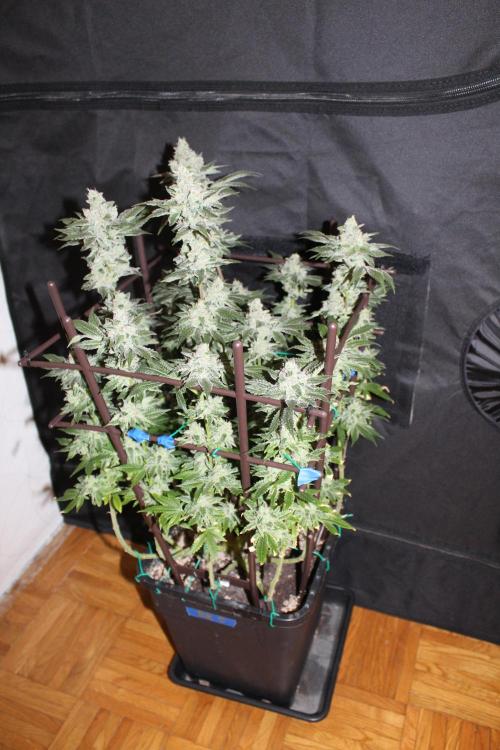 BUBBA KUSH - Barney's Farm. Week 13