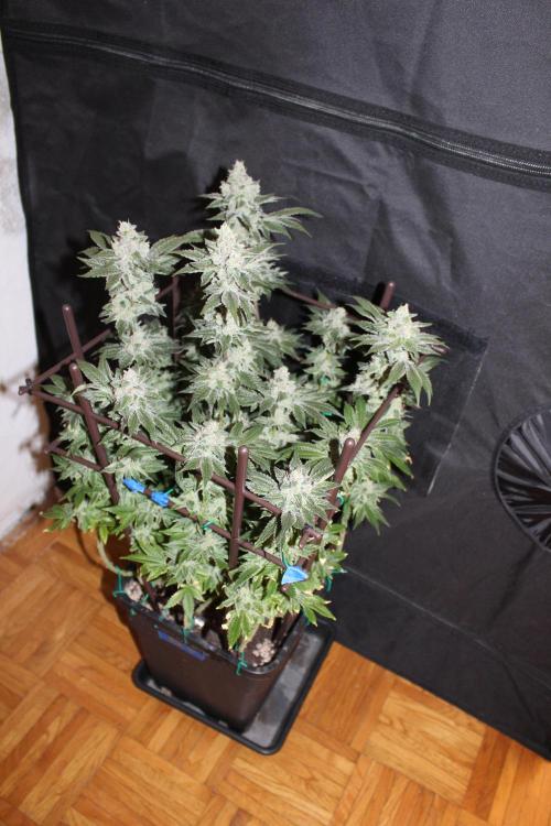 BUBBA KUSH - Barney's Farm. Week 13