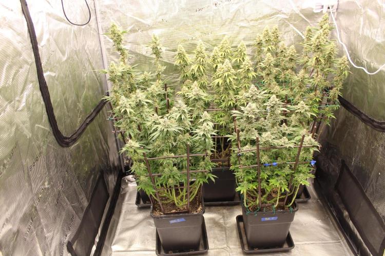 BUBBA KUSH - Barney's Farm. Week 13