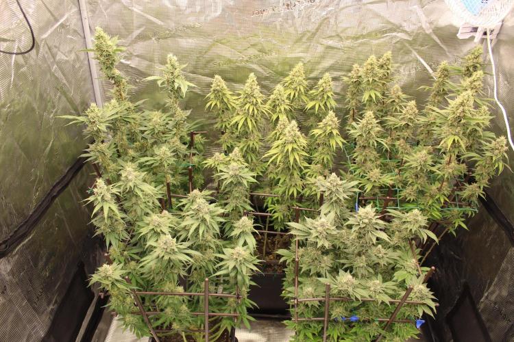 BUBBA KUSH - Barney's Farm. Week 13