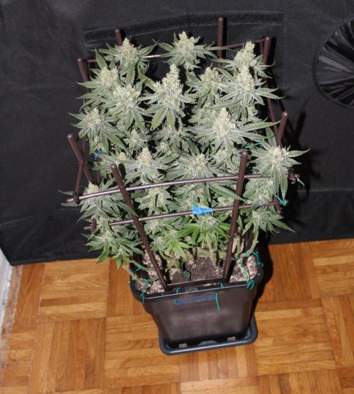 SUPER OG KUSH FAST - Pyramid Seeds. Week 13