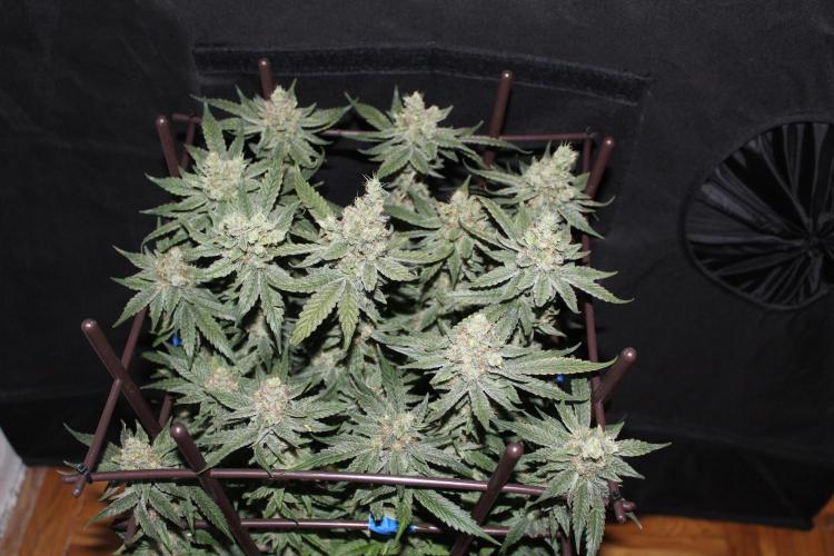 SUPER OG KUSH FAST - Pyramid Seeds. Week 13