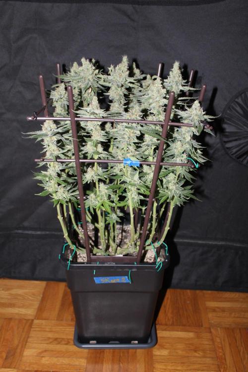 SUPER OG KUSH FAST - Pyramid Seeds. Week 13