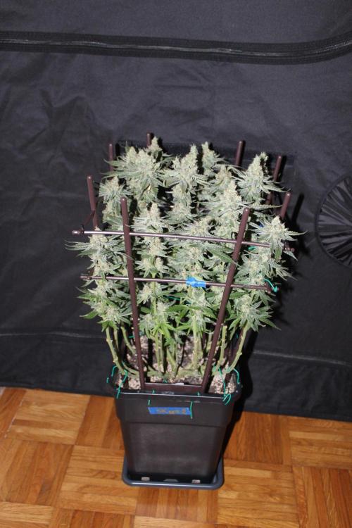 SUPER OG KUSH FAST - Pyramid Seeds. Week 13