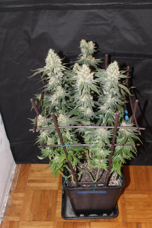 SUPER OG KUSH FAST - Pyramid Seeds. Week 13