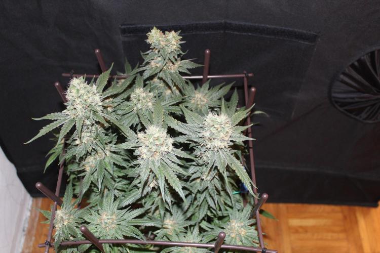 SUPER OG KUSH FAST - Pyramid Seeds. Week 13