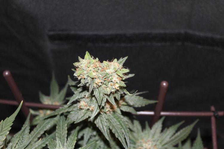 SUPER OG KUSH FAST - Pyramid Seeds. Week 13