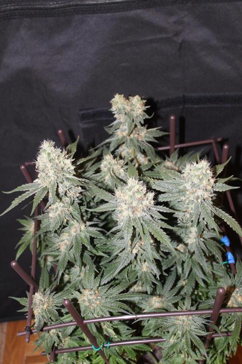 SUPER OG KUSH FAST - Pyramid Seeds. Week 13