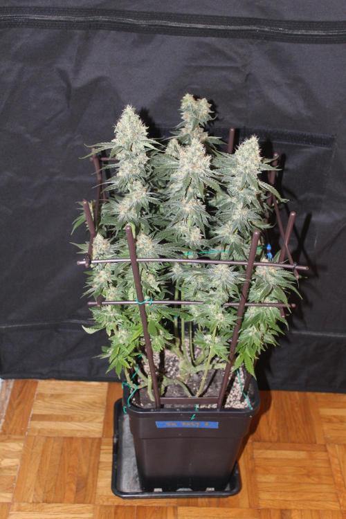 SUPER OG KUSH FAST - Pyramid Seeds. Week 13