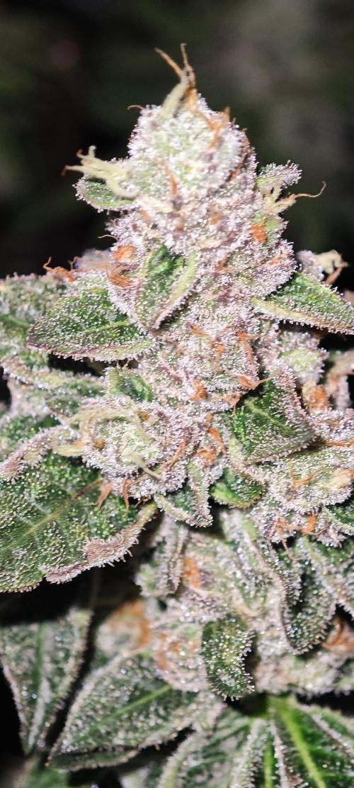 BUBBA KUSH - Barney's Farm. Week 14