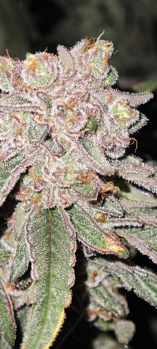 LSD - Barney's Farm. Week 14