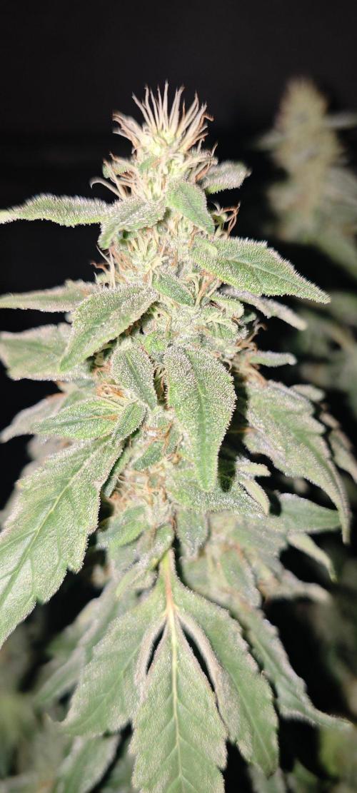 GORILLA ZKITTLEZ - Barney's Farm. Week 14