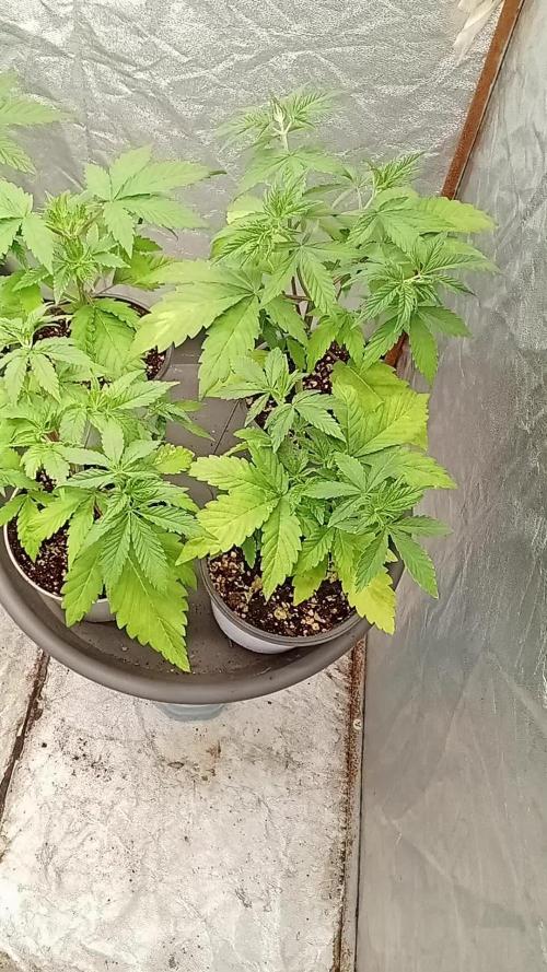 6 semi di Tropicanna Poison e  2 auto  non definite