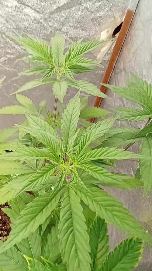 6 semi di Tropicanna Poison e  2 auto  non definite