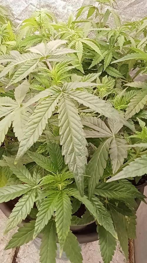 6 semi di Tropicanna Poison e  2 auto  non definite