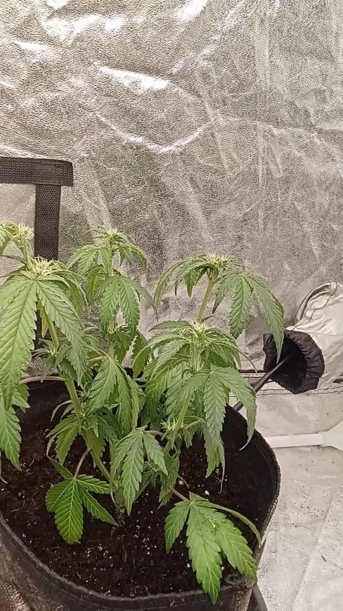 6 semi di Tropicanna Poison e  2 auto  non definite