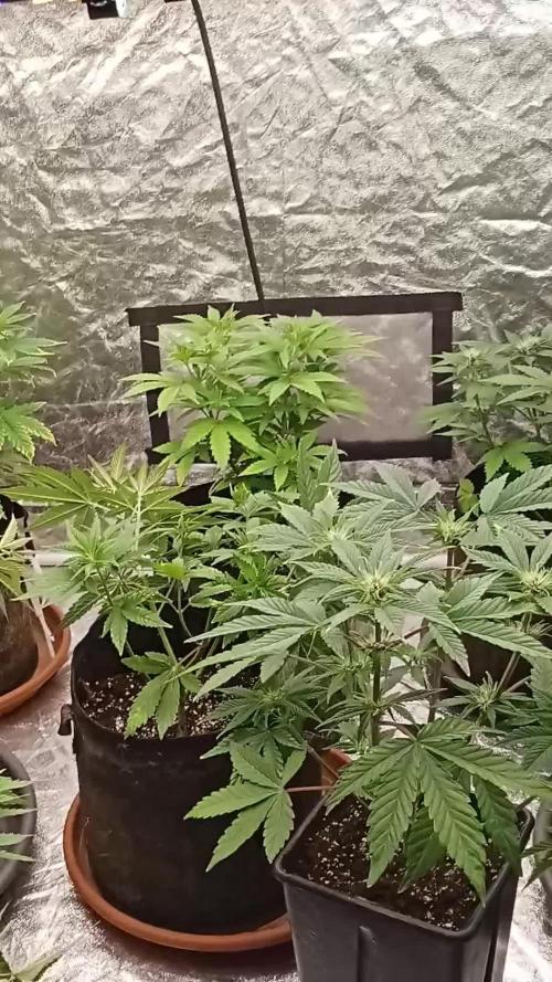 6 semi di Tropicanna Poison e  2 auto  non definite