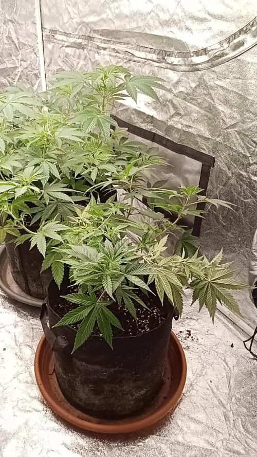 6 semi di Tropicanna Poison e  2 auto  non definite