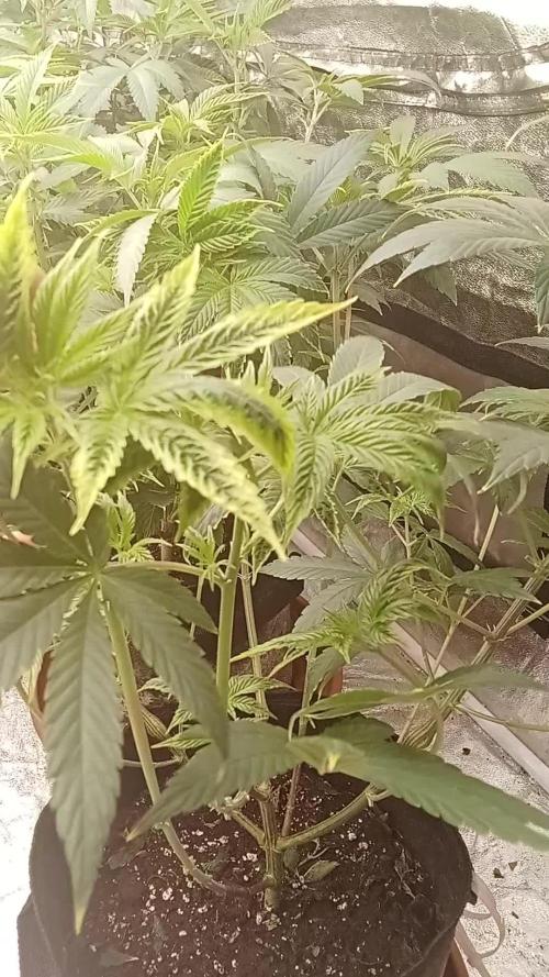 6 semi di Tropicanna Poison e  2 auto  non definite