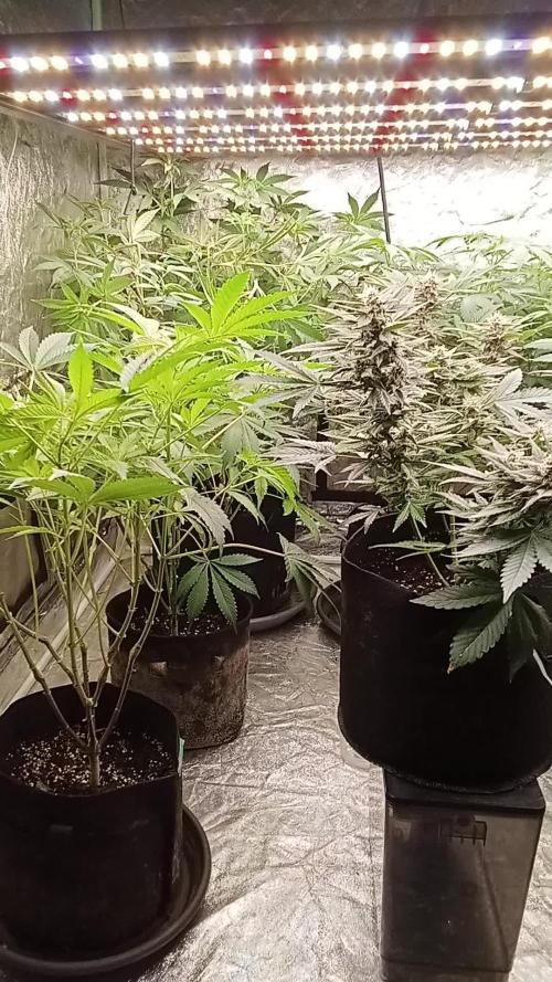 6 semi di Tropicanna Poison e  2 auto  non definite