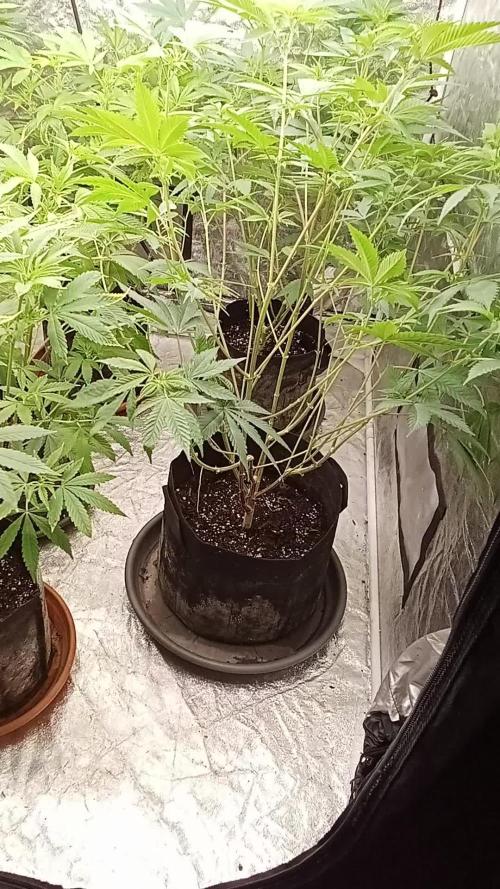 6 semi di Tropicanna Poison e  2 auto  non definite