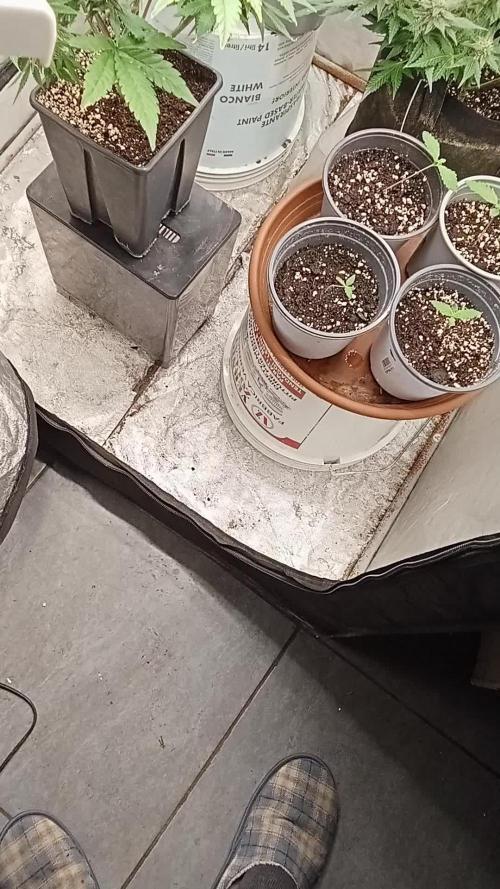 6 semi di Tropicanna Poison e  2 auto  non definite