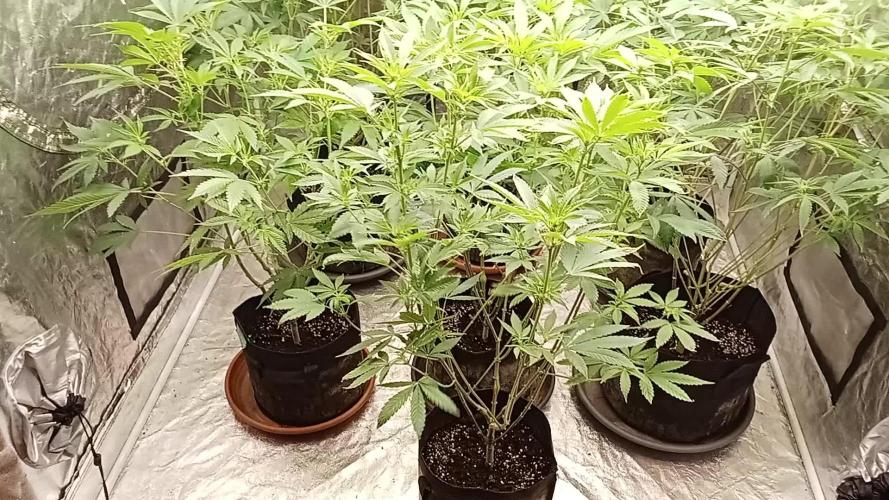 6 semi di Tropicanna Poison e  2 auto  non definite