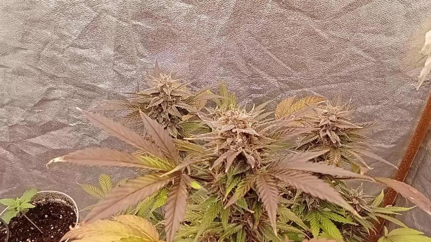 6 semi di Tropicanna Poison e  2 auto  non definite