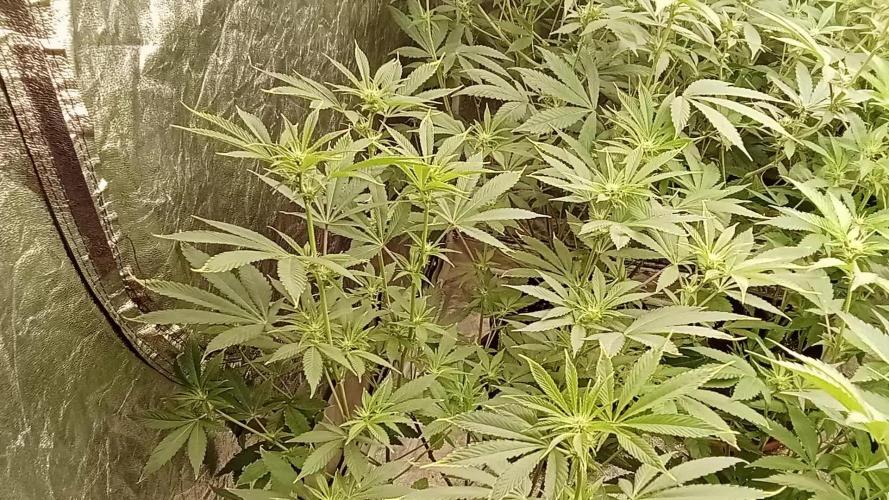 6 semi di Tropicanna Poison e  2 auto  non definite