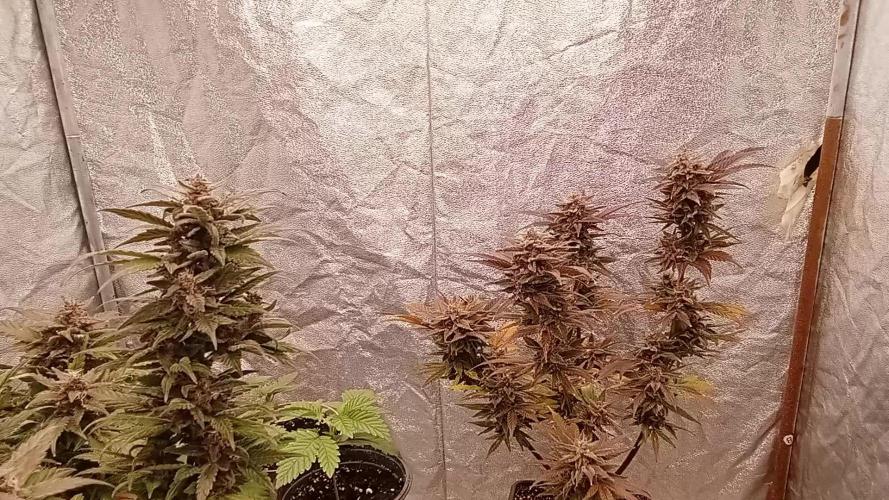 6 semi di Tropicanna Poison e  2 auto  non definite