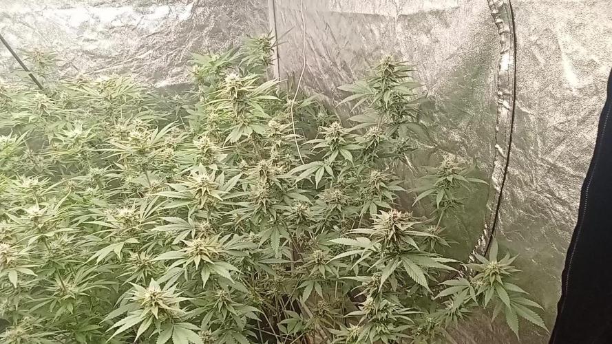 6 semi di Tropicanna Poison e  2 auto