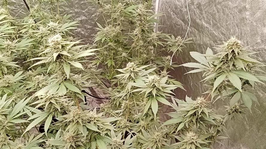 6 semi di Tropicanna Poison e  2 auto