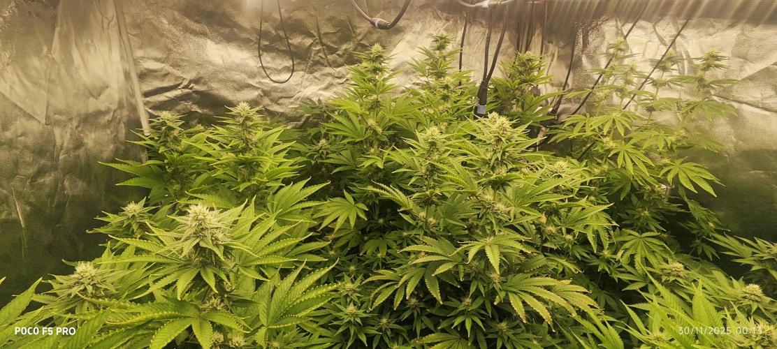 Tiki Tiki ti. Week 12