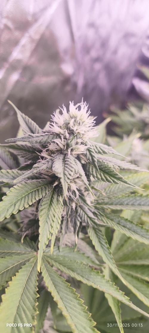 Tiki Tiki ti. Week 12