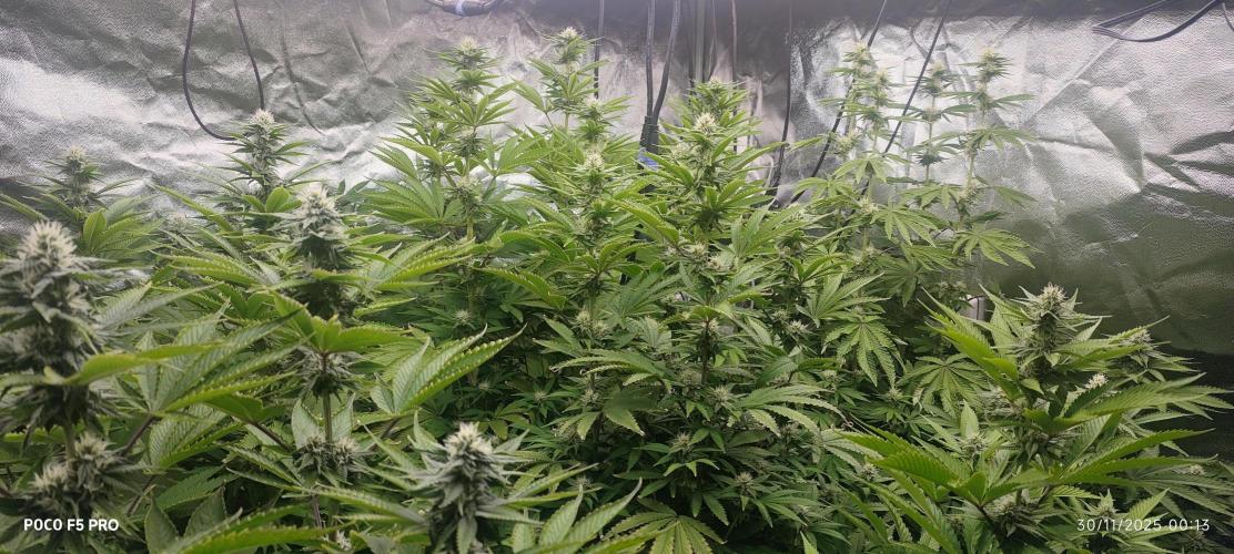 Tiki Tiki ti. Week 12