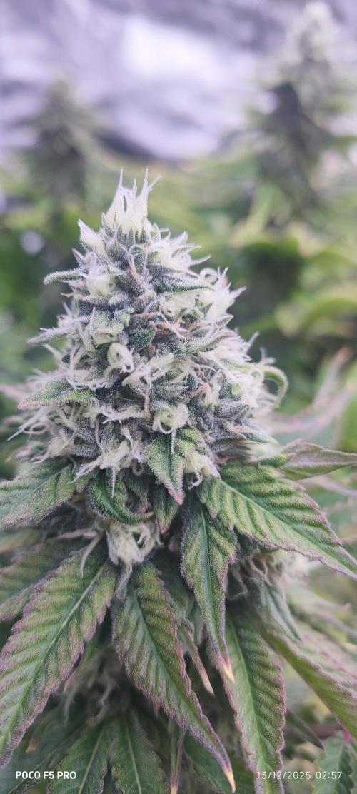 Tiki Tiki ti. Week 14