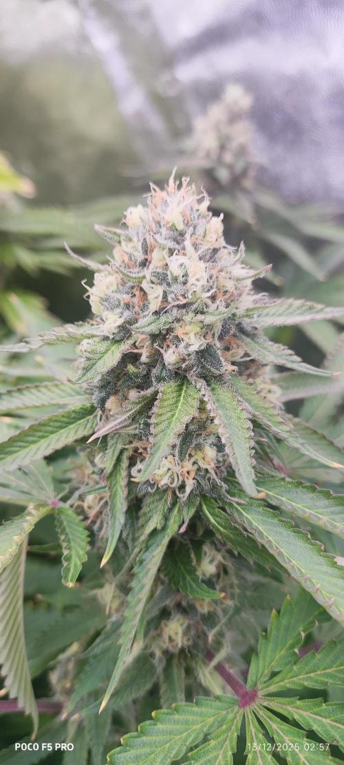 Tiki Tiki ti. Week 14