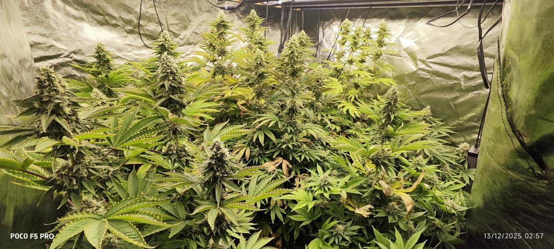 Tiki Tiki ti. Week 14