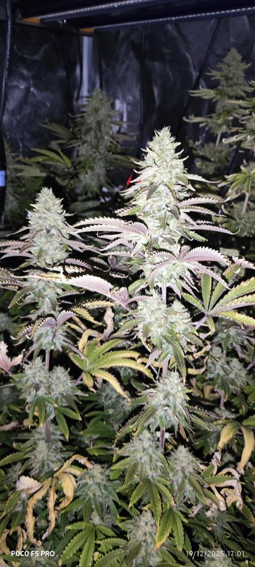 Tiki Tiki ti. Week 15