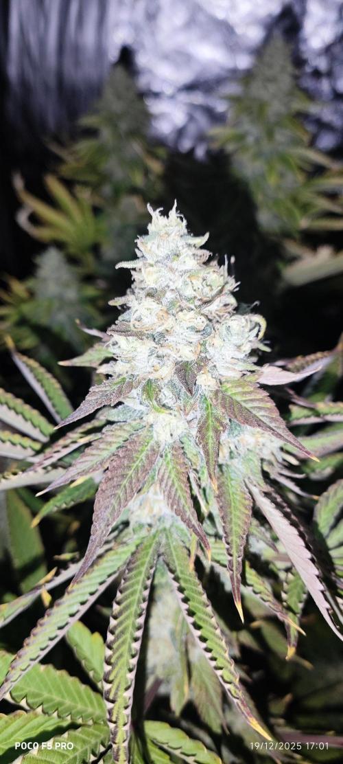 Tiki Tiki ti. Week 15