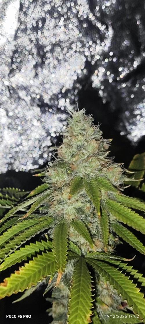 Tiki Tiki ti. Week 15