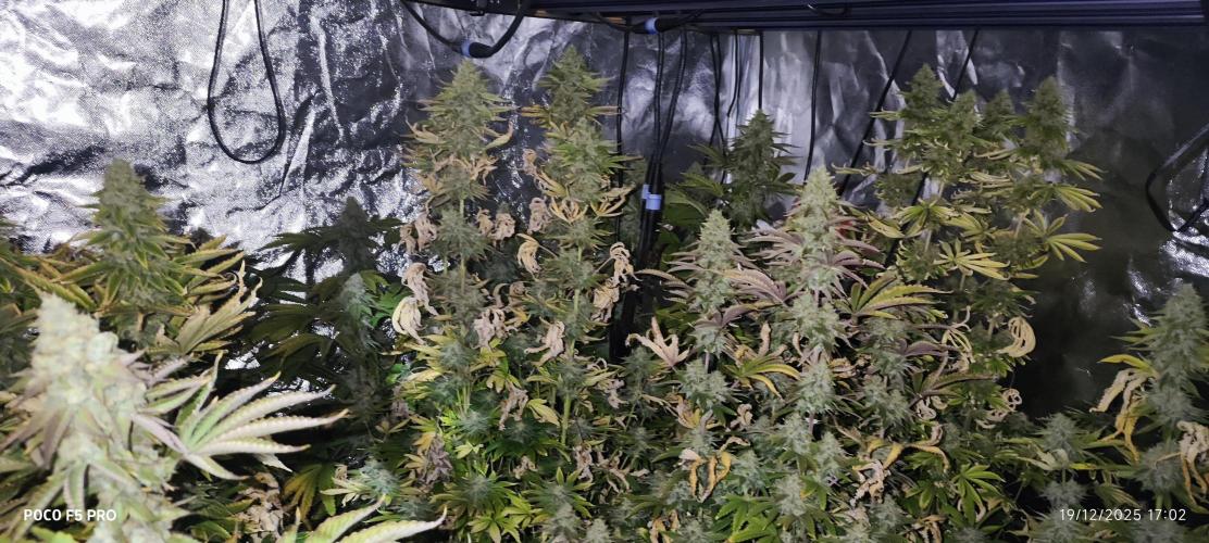 Tiki Tiki ti. Week 15