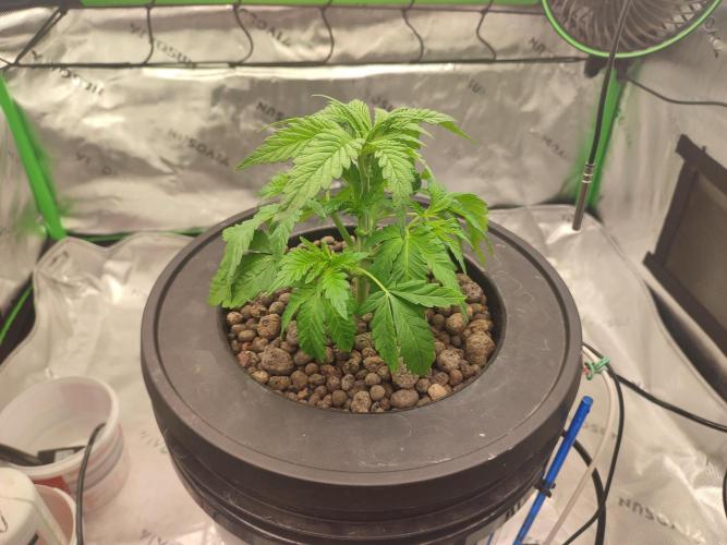 DWC - Papaya Stank. Week 4 - Tag 24