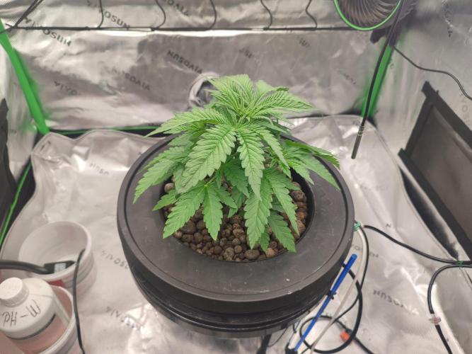 DWC - Papaya Stank. Week 4 - Tag 25