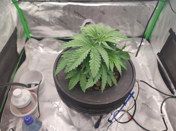 DWC - Papaya Stank. Week 4 - Tag 26