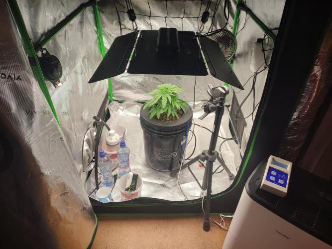 DWC - Papaya Stank. Week 4 - Tag 26